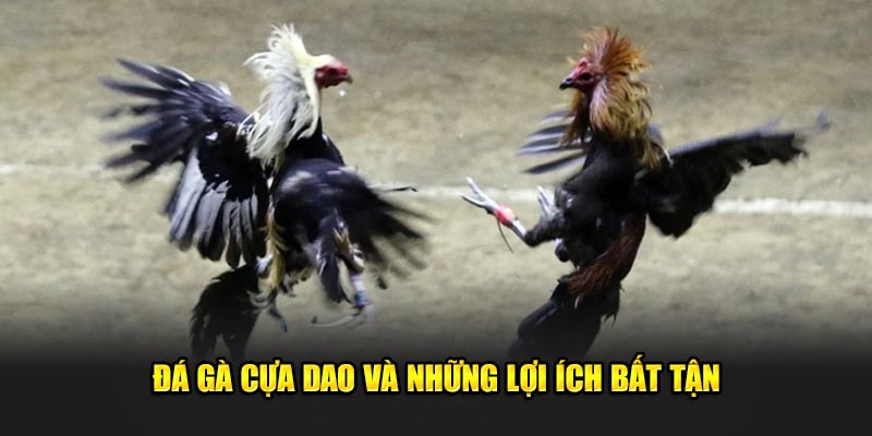 Đá gà cựa dao và những lợi ích bất tận