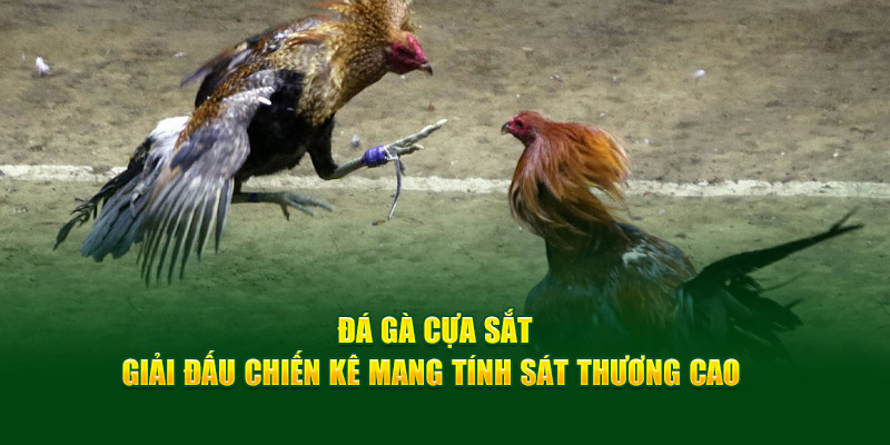 Đá gà cựa sắt Cwin giải đấu chến kê mang tính sát thương cao