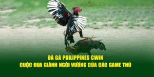 Đá gà Philippines cuộc đua giành ngôi vương của các chiến kê