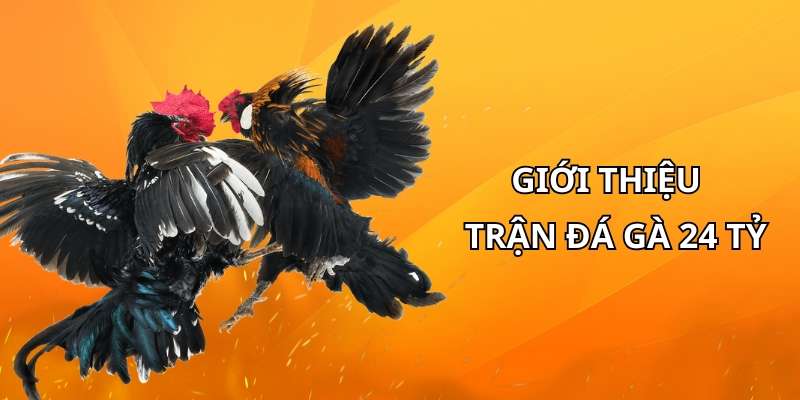 Giới thiệu tổng quan về trận đá gà chục tỷ